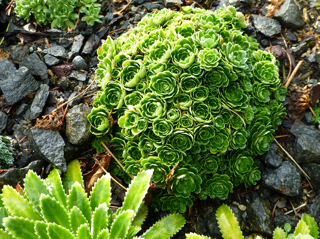 Saxifraga 'Winifred Bevington'
